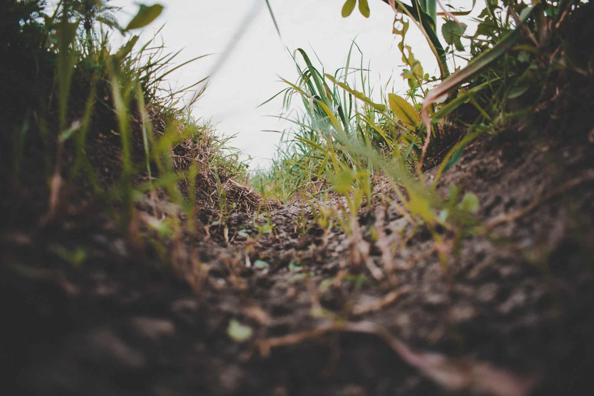 THE LIVING SOIL, PART 1: MICROORGANISMS »