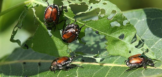 Japanese Beetle Control in Winston-Salem