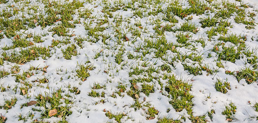 Lawn Winter Stress Tips in Winston-Salem