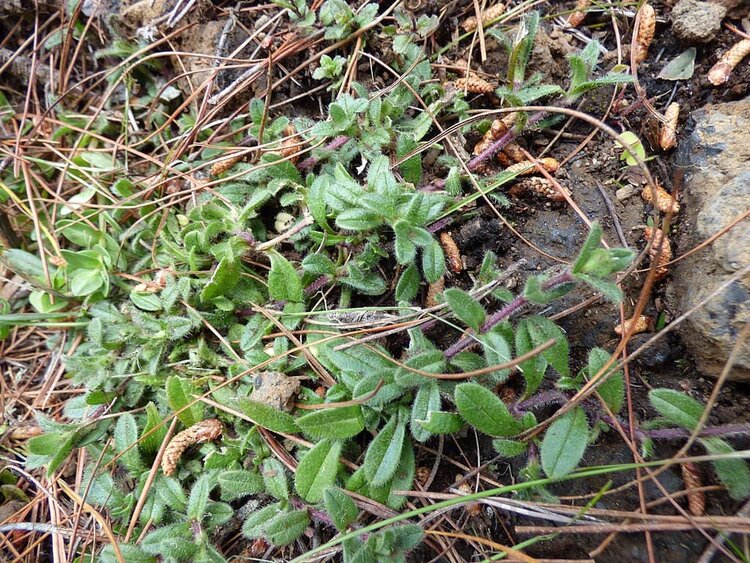 Weed Profile: Chickweeds