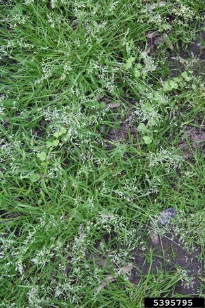 Weed Profile: Annual Bluegrass (Poa Annua)