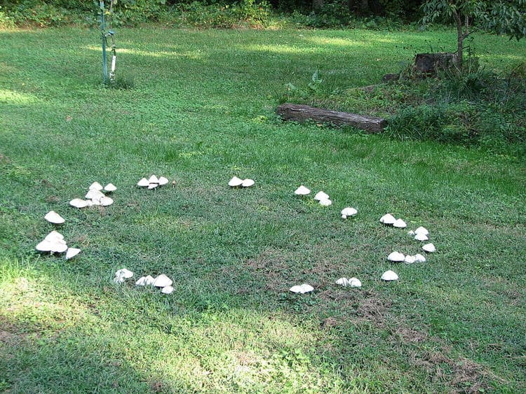 Fairy Rings in the Lawn and How to Manage Them