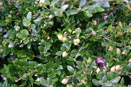 Common Pests of Boxwood