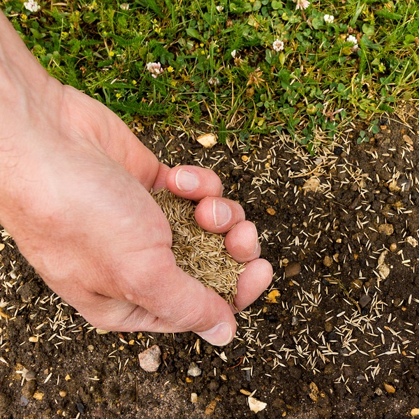 Grass Seed or Control Weeds in the Spring?