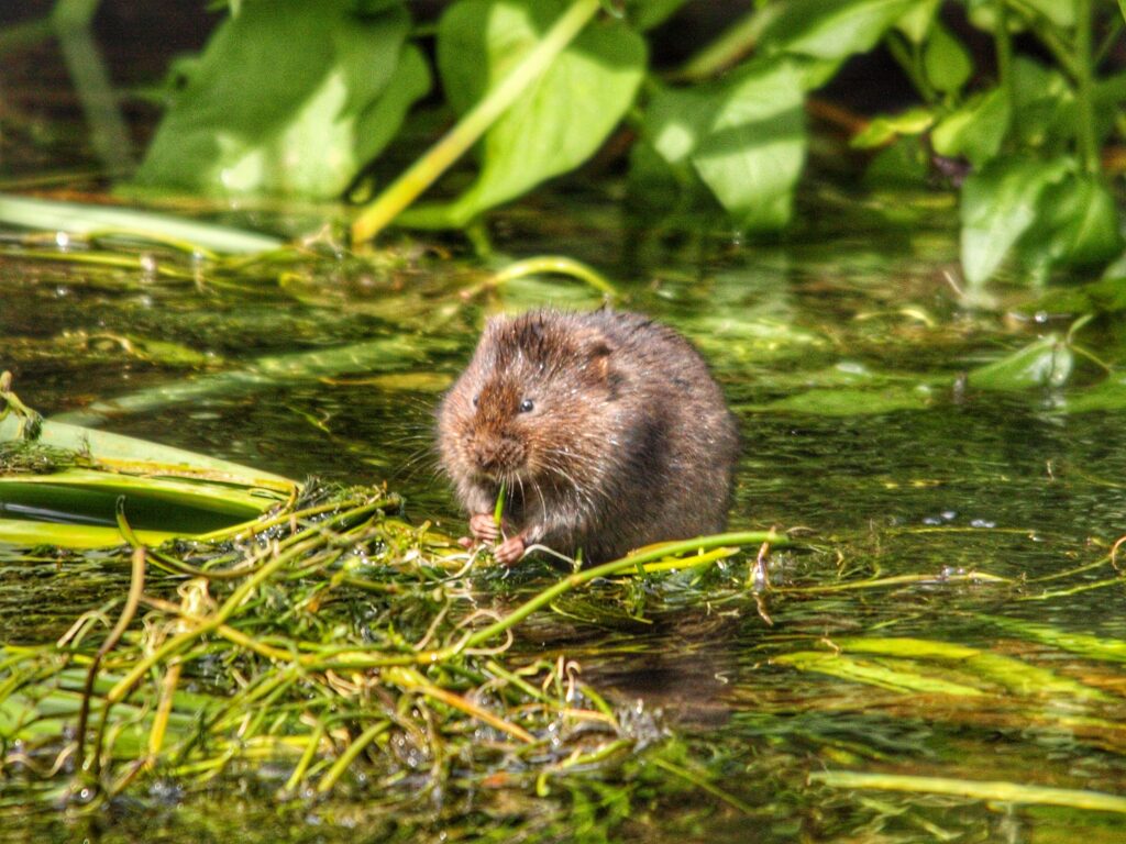 Do I Have Moles or Voles?