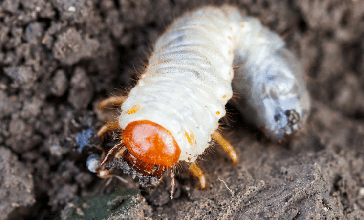 The 4 Stages of the White Grub Lifecycle