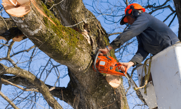 Residential Tree Removal