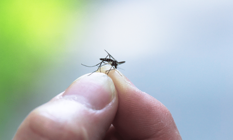 The 4 Lifecycle Stages of Mosquitos