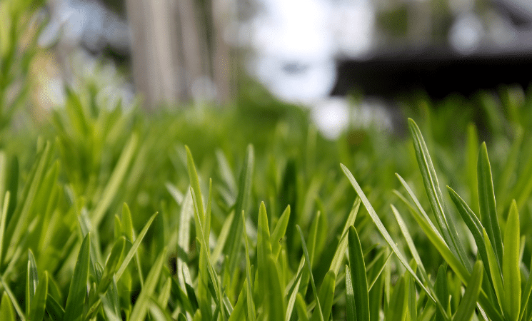 3 Things Your Lawn Is Trying to Tell You