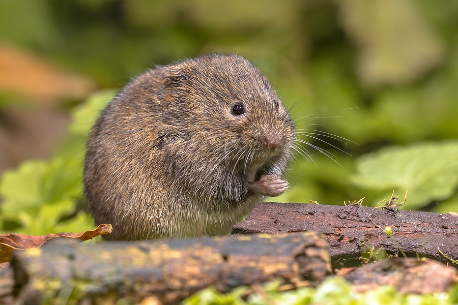 3 Surprising Facts About Voles