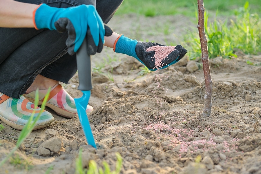 3 Reasons to Fertilize Trees in the Fall