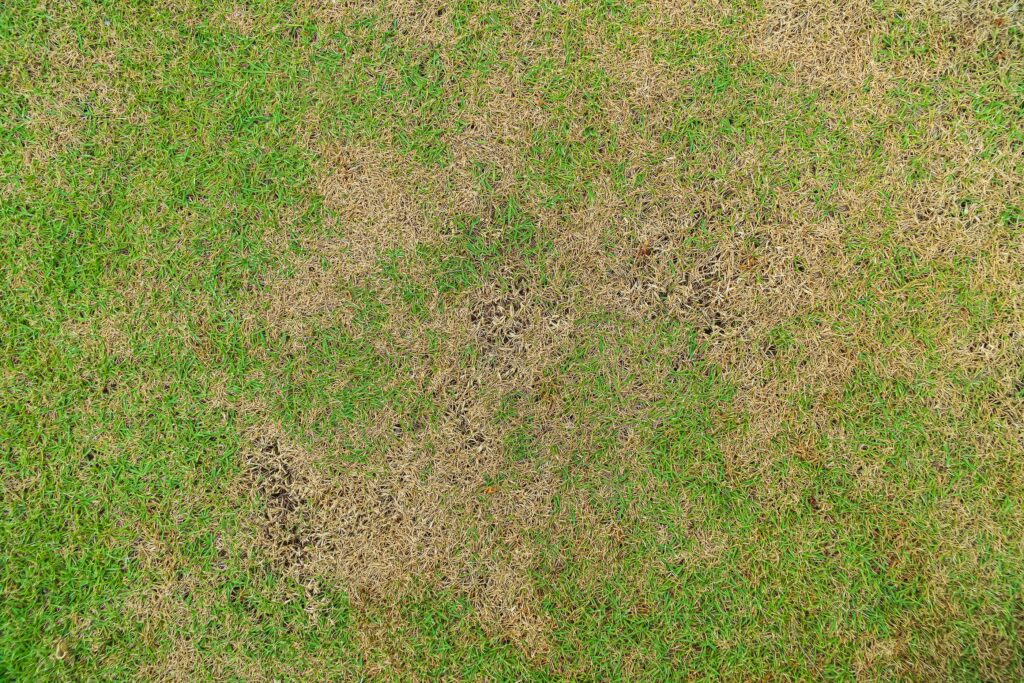 3 Types of Lawn Diseases