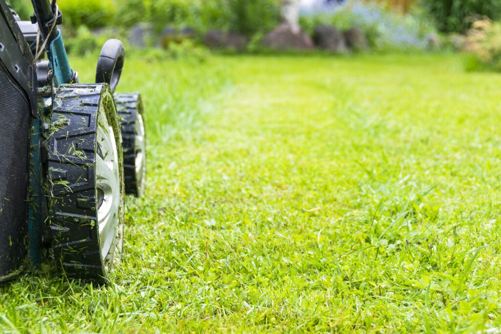 3 Benefits of Centipede Grass