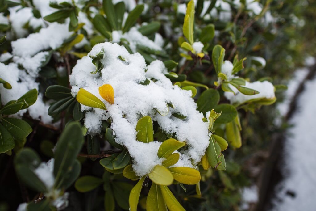 Winter Shrub Damage to Avoid