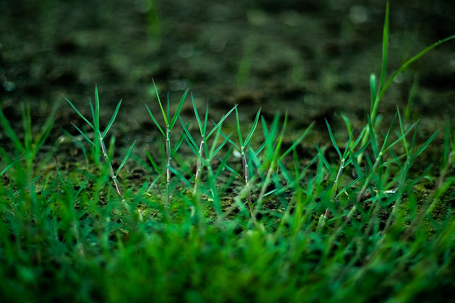 3 Ways We Control Bermuda Grass