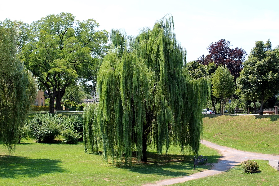 5 Troublesome Trees That’s Aren’t Worth It