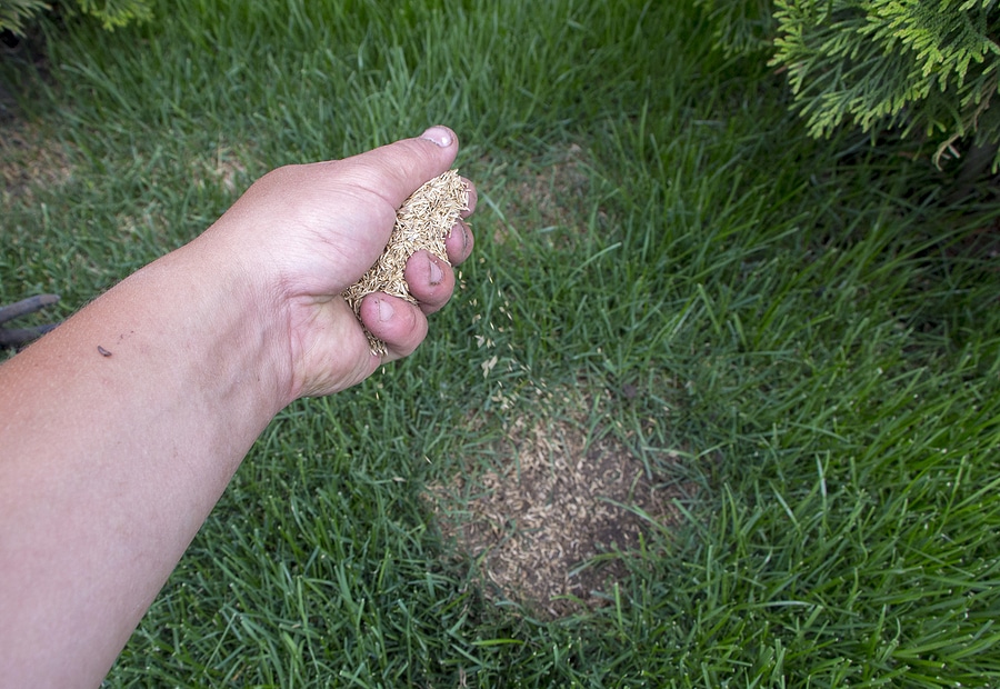 The Wonderful Benefits of Overseeding