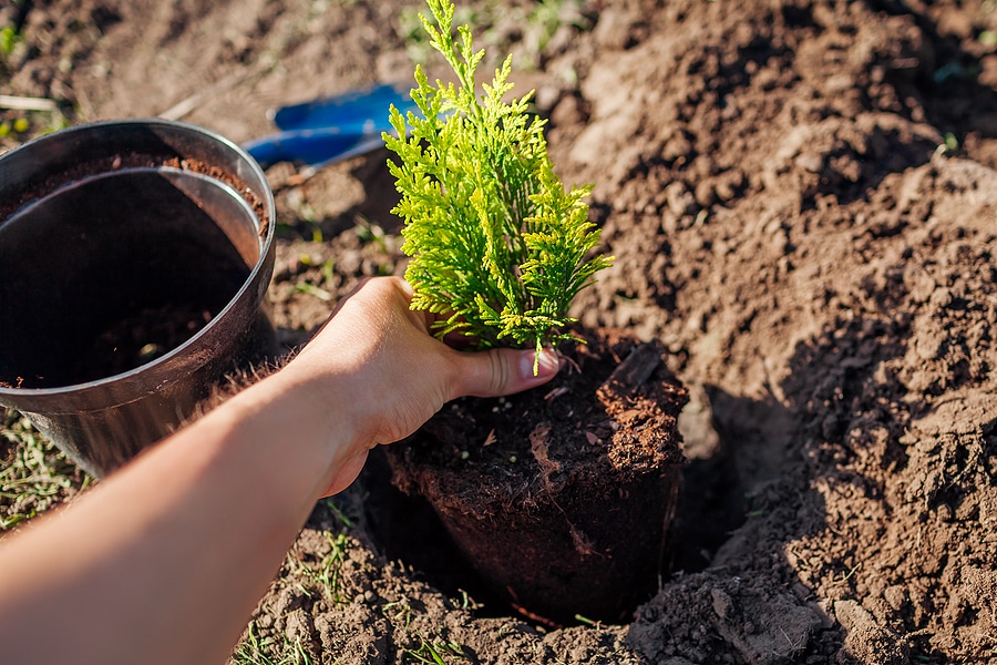 How to Properly Care for Evergreens