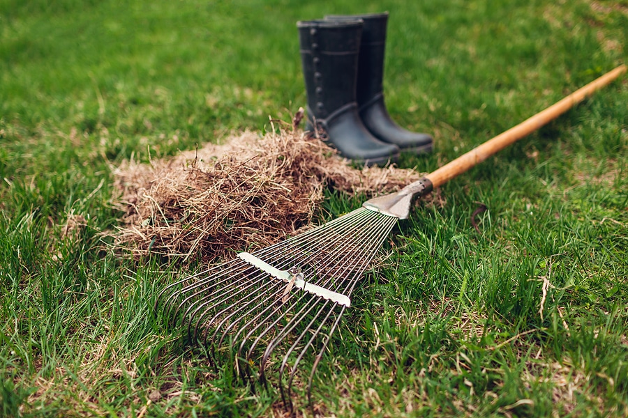 The Importance of Dethatching in the Fall