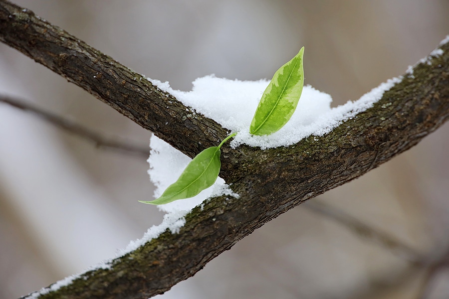 How to Prepare Your Garden for a Warmer Winter