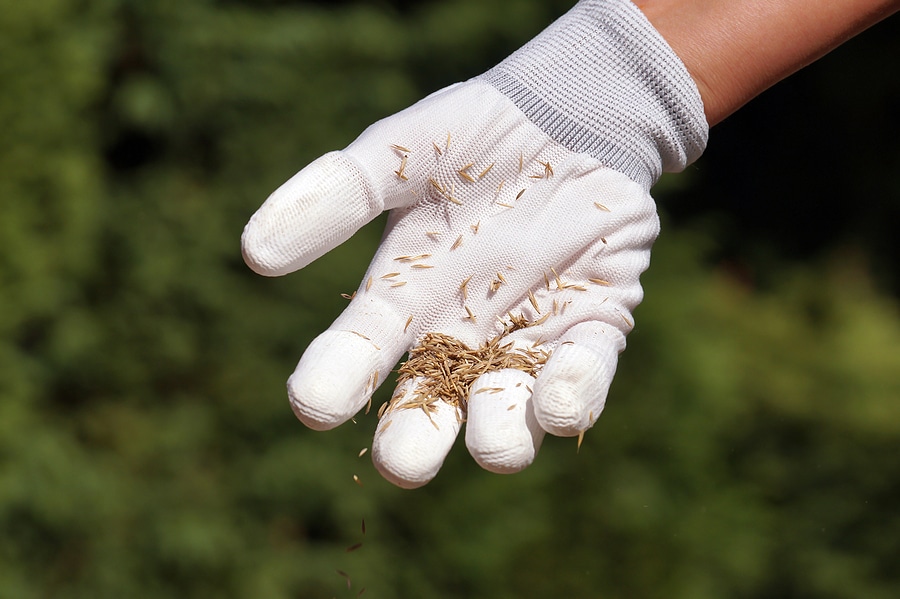 Why You Should Overseed with Ryegrass