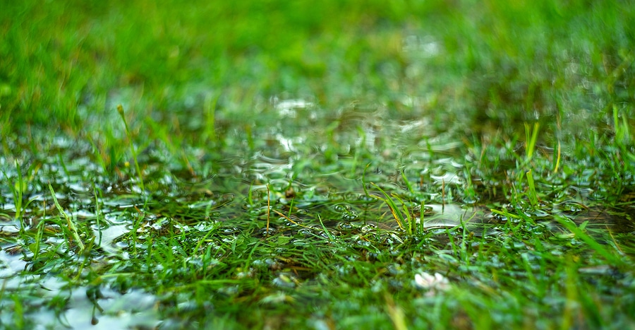 4 Signs Your Lawn is Struggling with Drainage