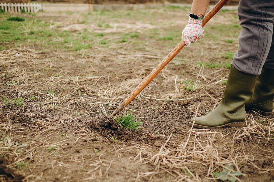 Why a Thin Lawn is an Invitation to Weeds