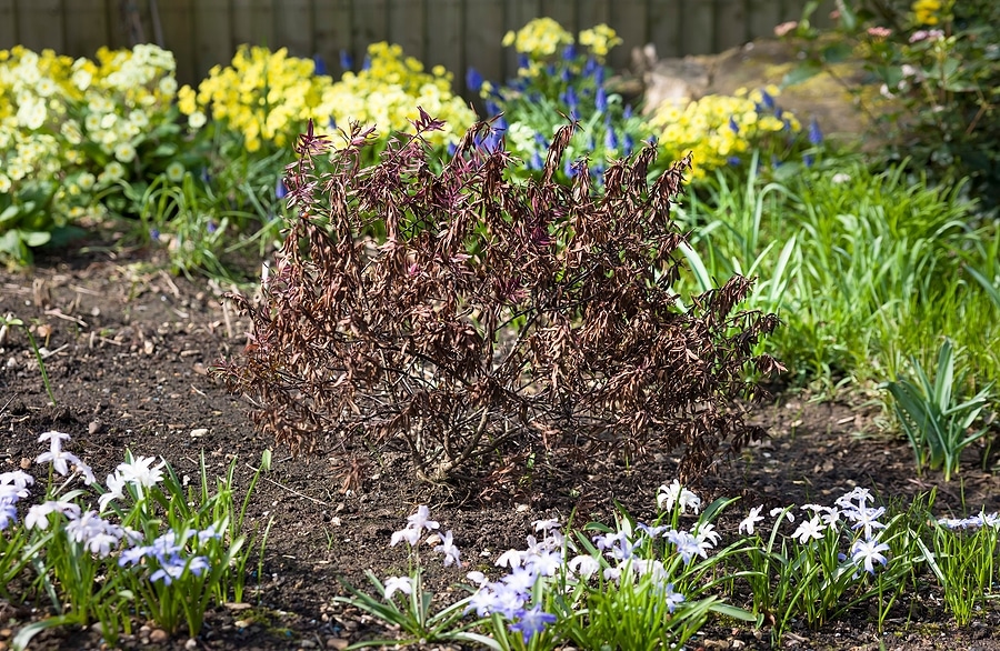 5 Common Signs of Shrub Winter Damage