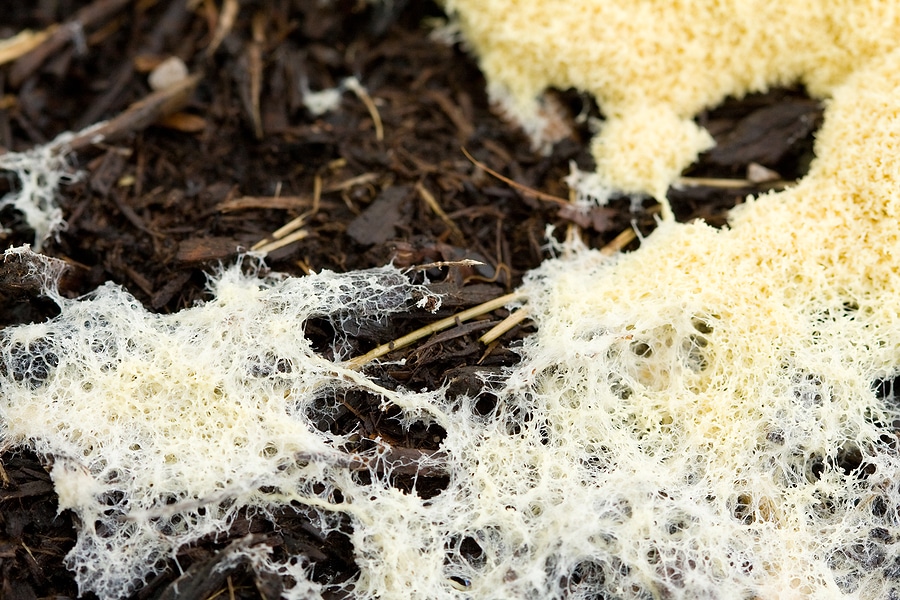 The Lowdown on Mulch Mold