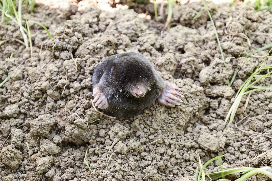 How to Spot Mole Activity: 5 Signs in Your Yard