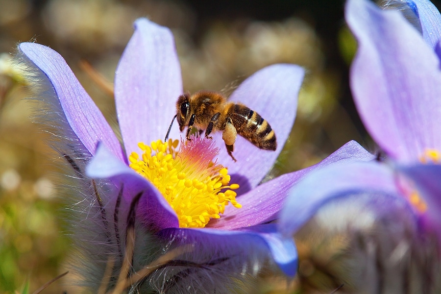 5 Ways to Create a Pollinator Heaven