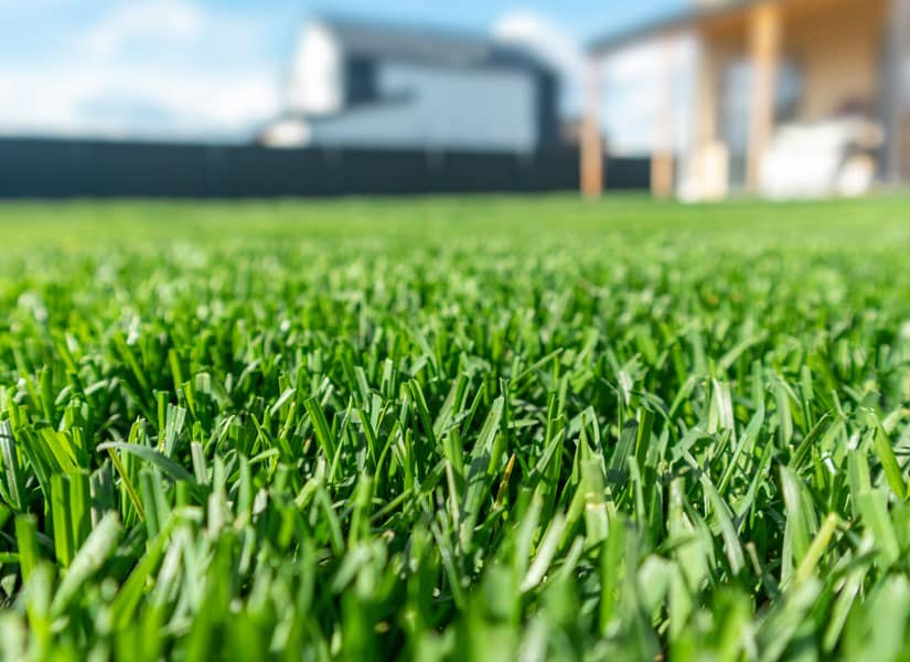 Goosegrass in lawns is intrusive, and Nature's Select in North Carolina can formulate solutions against it.