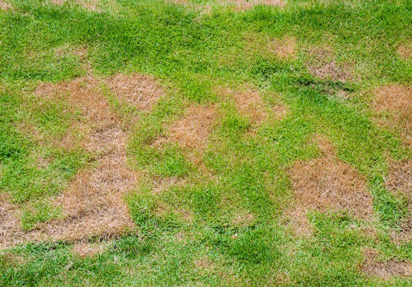 Contact Nature's Select for yard fungus treatments in North Carolina.