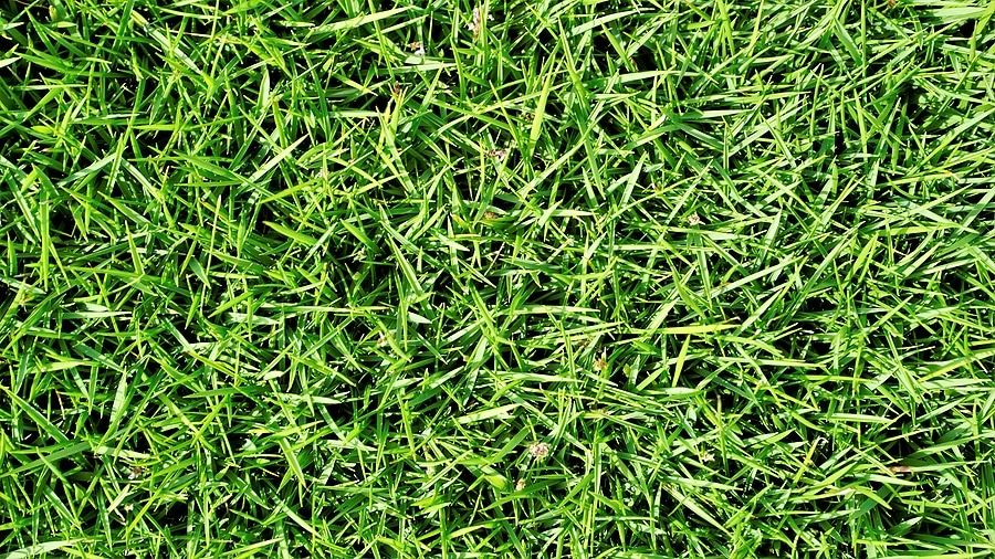 5 Reasons to Love Bermuda Grass