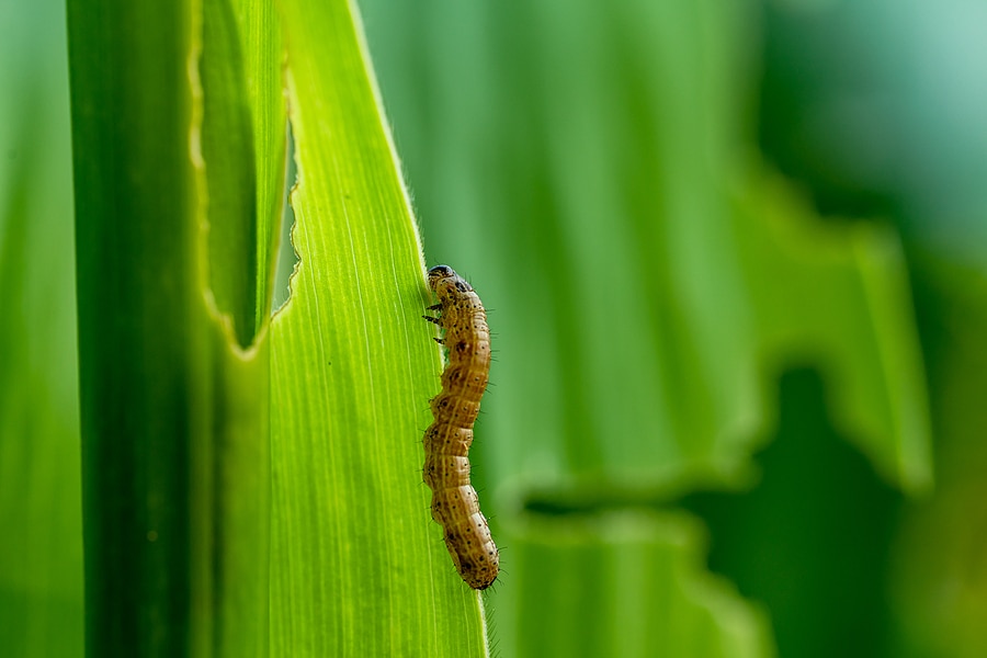 4 Sneaky Fall Lawn Pests in North Carolina