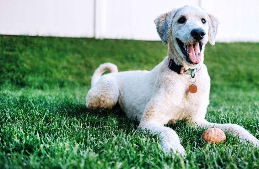 Nature's Select offers grass care services in Mount Airy, NC.