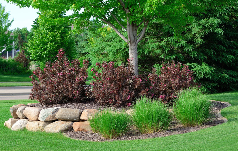 Nature's Select provides tree and shrub insect control in Clemmons, NC.