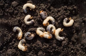 3 Principles of Integrated Pest Management (IPM)