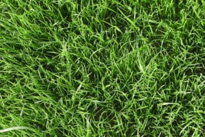 4 Chemicals that Feed Your Lawn in the Winter