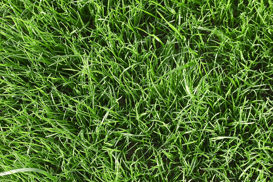 4 Chemicals That Feed Your Lawn in the Winter