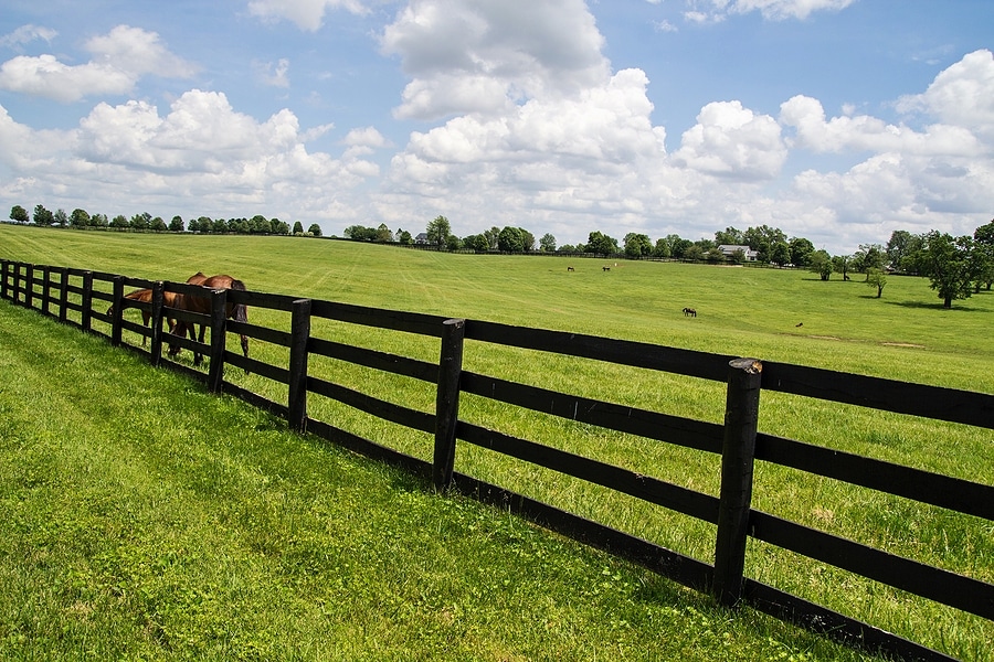 3 Ways to Maintain Kentucky Bluegrass