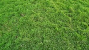 Seasonal Care Tips for Bermuda Grass